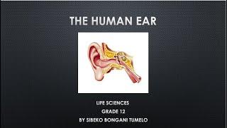 LIFE SCIENCES: HUMAN EAR GRADE 12