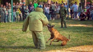 Выступления служебных собак Узбекистана Мега выставка в Ташкенте