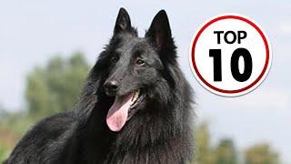 10 Belgian Sheepdog Facts You Didn't Know!