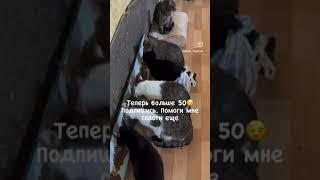 Реквизиты и подробности в комментах. #домашниеживотные #кошки #животные
