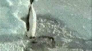 Epic Penguin Fail