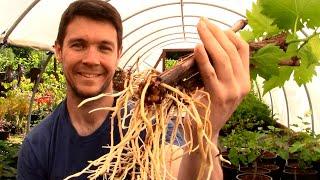 How to Grow GRAPE VINES from CUTTINGS Fast and Easy | Hardwood Cuttings of Grape Vines Propagation