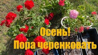 Осеннее черенкование пеларгоний #пеларгония #герань #дачныесоветы