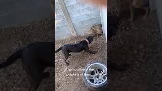 Dog Corners Coyote ( Dog Vs. Coyote ) #shorts