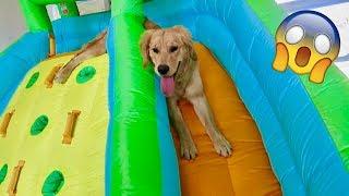Golden Retriever Gets Personal Bounce House!