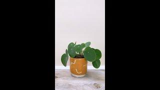 How to make your own plant pot
