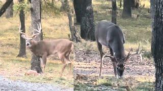 Forrest and TC!  Mighty Bucks!