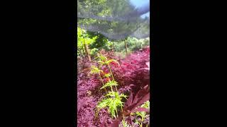 2016:  Acer Palmatum 'Seiryu'