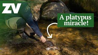 A platypus miracle at Christmas Creek!