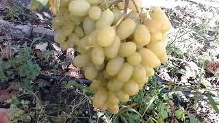 Виноград Гф Ландыш . Донецк 2019
