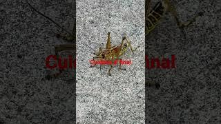 grasshopper??- saltamontes