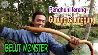 BELUT BESAR Penghuni Lereng Gunung Galunggung || BIG EEL FISHING