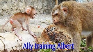 So Great Mama Ally Training Baby Albert Climbing & Walking On The Wood So Amazing