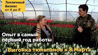 Тюльпан к 8 марта! Сколько можно заработать на выгонке тюльпанов