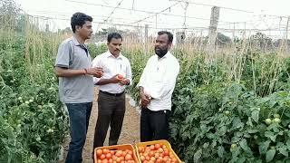 Tamato Salaar Nangwoo seed India pvt ltd Medhak