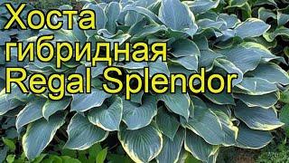 Хоста гибридная Регал сплендор. Краткий обзор, описание характеристик hosta hybrida Regal Splendor