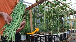 Grow long beans on the terrace in used recycling baskets