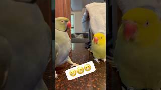 Caught in the act!  #couplegoals #talkingparrot #cuteanimals #talkingbird #family #funnyanimals