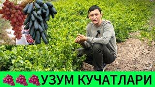 Аватар, маникюр Фингер, ламбаржини узум кучатлари