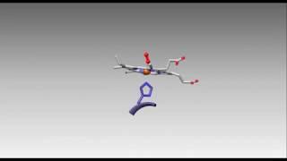 Hemoglobin Conformational Change