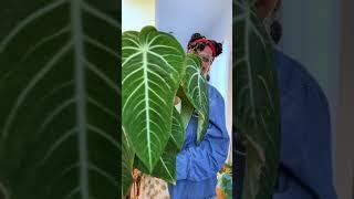 Anthurium Villenaorum GLOW UP! 🪴