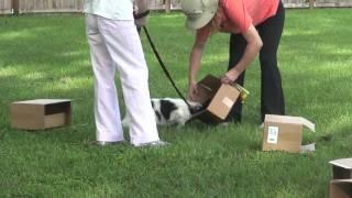 Courteous Canine Scent Training