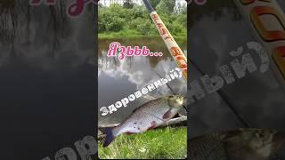 Язььь... здоровенный).Трофейный язь на боковой кивок. #fishing #рыбалка #язь #боковойкивок #юмор