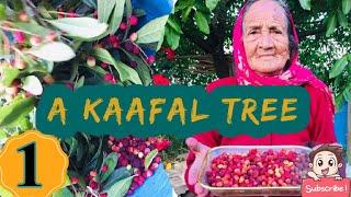 A Kaafal Tree | Vlog #5 | Nomadic Narry