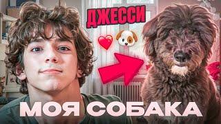 МОЯ СОБАКА ДЖЕССИ *она очень умная*