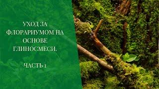 Уход за флорариумом на основе глиносмеси. Часть 1