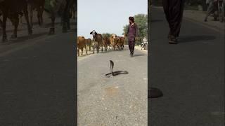 cow Mata covered by black cobra snake