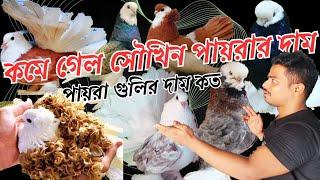 কমে গেছে সৌখিন পায়রার দাম  fancy pigeon price in india market  #fancy_pigeon #pigeon #india