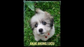 ANAK ANJING LUCU MINTA MAKAN 