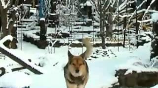 Волк-одиночка
