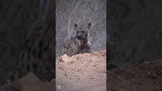 Meet the REAL Lion King of the Savannah Scarface