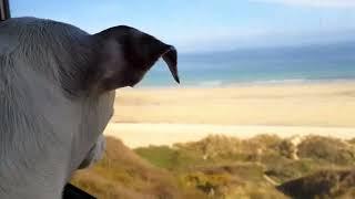 By the beach on a Cornish train journey