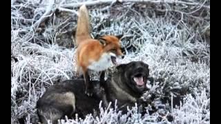 The Dog & The Fox         Ivan S Chin