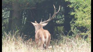 Geweihtange bricht -  Hirsch stark angeschlagen...