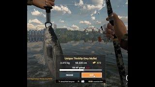 Fishing Planet - How to catch Unique Ticklip Grey Mullet at Ghent-Therneuzen Canal, Netherlands.