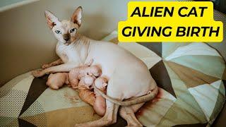 WARNING You Won't Believe What Happens When a Sphynx Cat Has Kittens