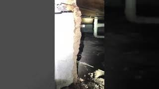 Active Termites