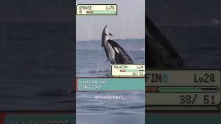 Pokémon battle irl. Kyogre  vs. Palafin  #Pokémon #pokemon #pokemoncommunity #fyp #memes