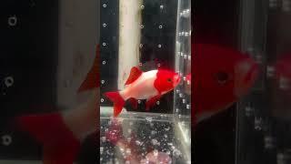 Is the ancestor of all goldfish also very beautiful? #koi#fish #goldfish #pets