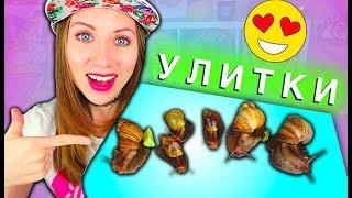 ОТДАЮ ПИТОМЦЕВ В ХОРОШИЕ РУКИ УЛИТКИ АХАТИН ВЫРОСЛИ | Elli Di Pets