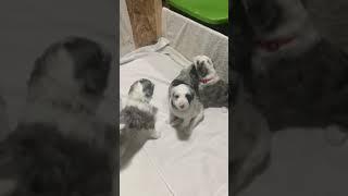 puppy video