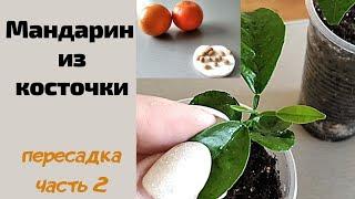 Пересадка молодых мандаринчиков (сеянцев) в отдельные емкости. Дальнейший уход. Часть 2.