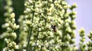 Inland Northwest Native Wildflowers