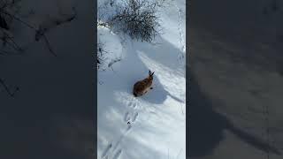 TAVŞAN KAÇMIYOR (ADAM ISRAR EDİYOR AMA TAVŞAN KAÇMIYOR) RABBİT #hunter #avcılar  #harehunting
