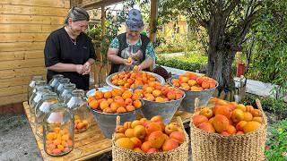 Harvesting Fresh Apricots | Making Apricot Compote and Flower Cookies