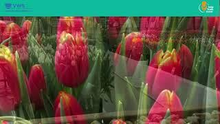 VWS Flowerbulbs - Tulip Trade Event 2021